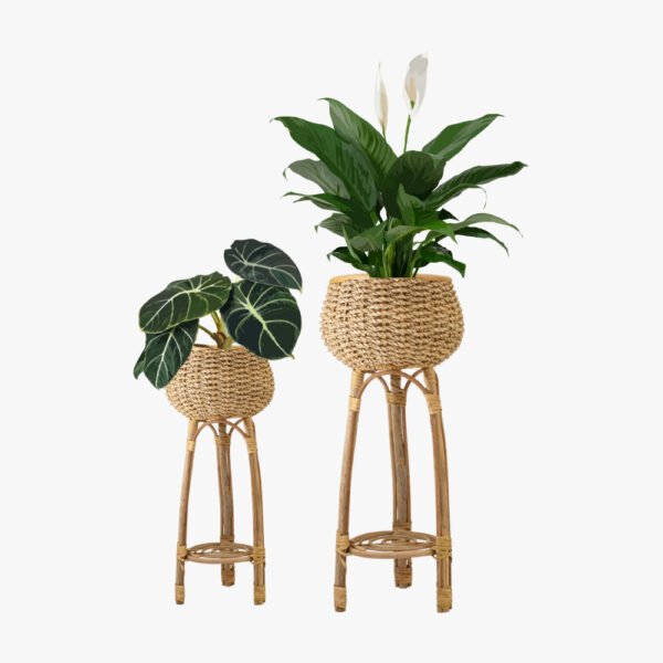 Rattan Wicker Chairs/Soft